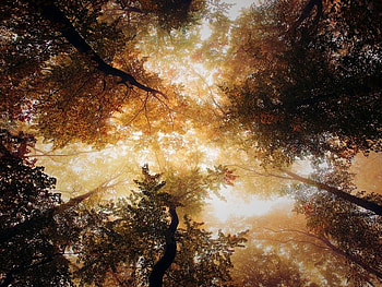 Lost In Beauty, fall, trees, sky, nature, forest HD wallpaper