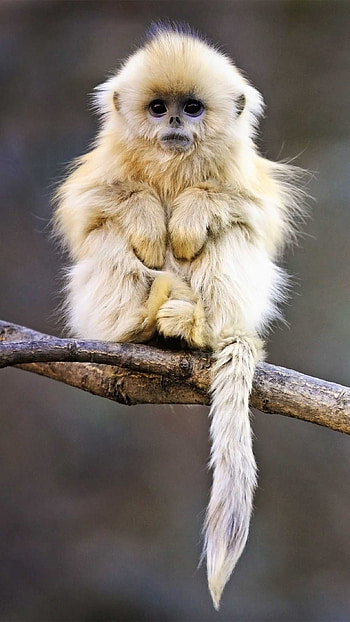 Monkey, playful monkeys, , animal kingdom HD phone wallpaper