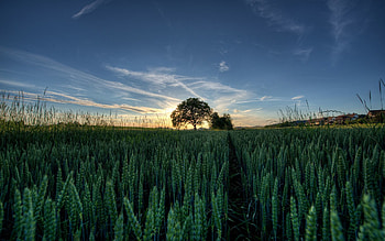 Nature, Sky, Summer, Wood, Tree, Field, Colors, Color, Ears, Spikes HD wallpaper