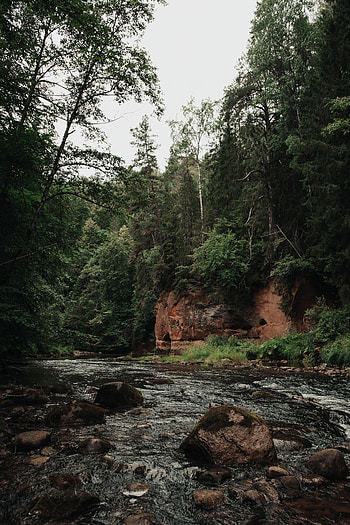 Nature, Rivers, Trees, Stones, Forest, Branches HD phone wallpaper