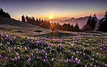 Crocuses at Sunset, Crocus, Nature, Sunset, Tree HD wallpaper