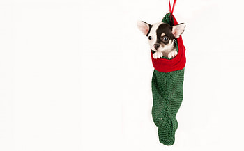 Christmas dog, animal, dog, puppy, white, craciun, christmas, green, red HD wallpaper