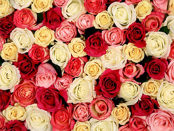 Plants, Flowers, Roses HD wallpaper
