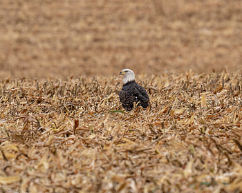 Animals, Grass, Bird, Predator, Dry, Eagle HD wallpaper
