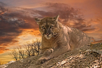 Big Cat, cool HD wallpaper