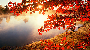 Landscape, Rivers, Autumn, Leaves, Sun HD wallpaper