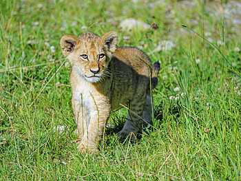 Animals, Grass, Young, Lion, Predator, Joey HD wallpaper