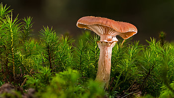 Mushroom Ultra, , Nature's beauty, Captivating fungi HD wallpaper