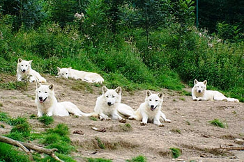 White Wolf Pack, white, artic, pack, nature, wolf, friends HD wallpaper