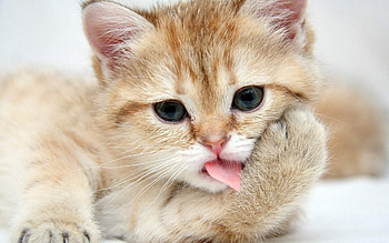 Adorable feline, Playful kitten, Cute cat, -perfect HD wallpaper