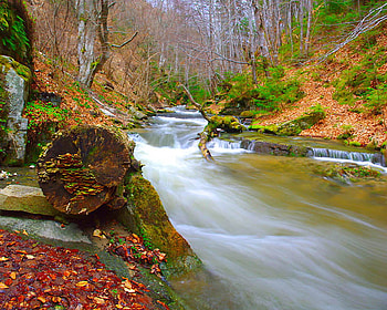 Autumn River, river, graphy, fall, tree, leaves, bulgaria, fallen, autumn, nature, , forest HD wallpaper