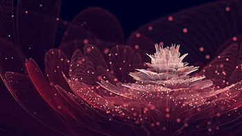 Nothing found for Flower Petals Neon Mesh Sparks Pink Black . HD wallpaper