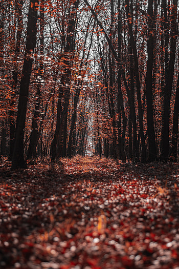 Nature, Trees, Autumn, Forest, Path HD phone wallpaper