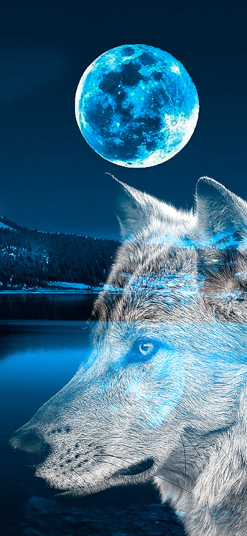 Wolf, wolf, Animal, nature HD phone wallpaper