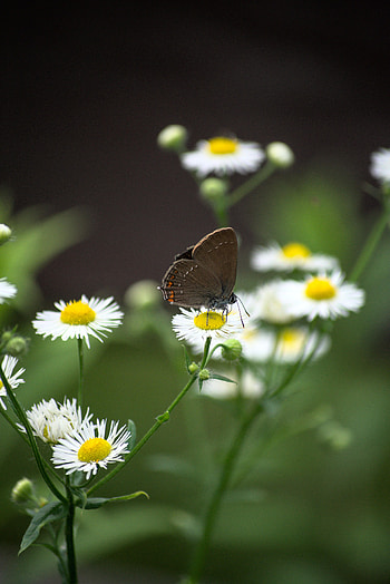 Animals, Flowers, Camomile, Butterfly, Wings HD phone wallpaper
