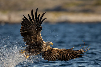 eagle, animal, bird, water HD wallpaper