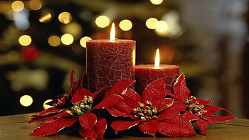 Decoration, Poinsettia HD wallpaper