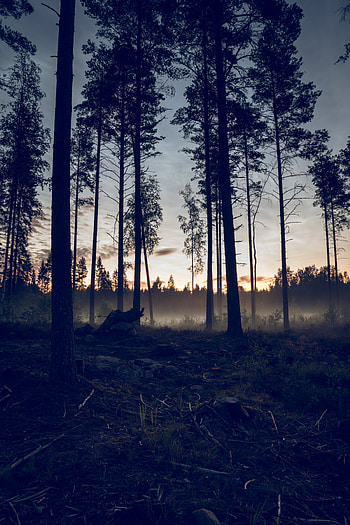 Nature, Trees, Sunset, Forest, Fog, Fir, Spruce HD phone wallpaper