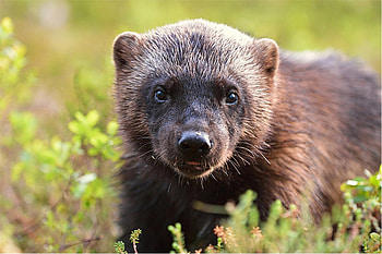 Wolverines return, Seattle first time, More than 100, Wolverines return HD wallpaper