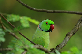 Animals, Leaves, Parrots, Bird, Wood, Tree, Branches HD wallpaper
