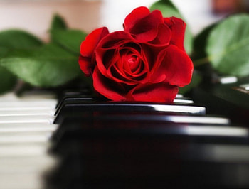 rose on piano, still life, flowers, red rose, piano HD wallpaper