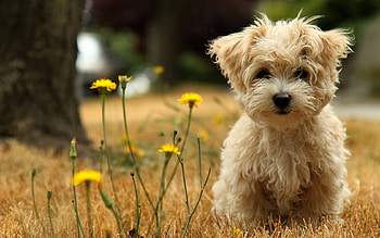 Animals, Dogs HD wallpaper