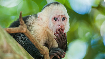 Capuchin Monkey, capuchin, monkey, primate, ape HD wallpaper