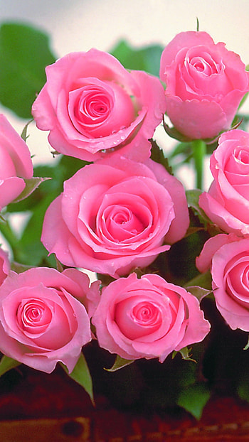 Beautiful Flowers Roses, Beautiful, Pink Roses, flowers HD phone wallpaper