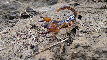The burrowing, Scorpions HD wallpaper
