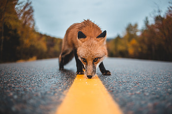 Animals, Fox, Markup, Asphalt, Wildlife, Curiosity, Scent, Flair HD wallpaper