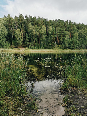 Nature, Trees, Grass, Pine, Lake, Forest HD phone wallpaper