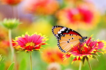 A close-up of a monarch butterfly perched on a vibrant Gaillardia flower in a blooming garden. HD wallpaper