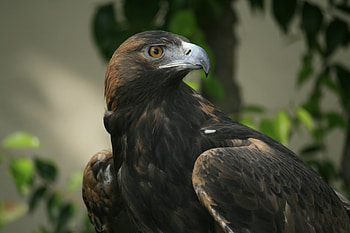 Beak, Animals, Bird, Predator, Sight, Opinion, Eagle HD wallpaper