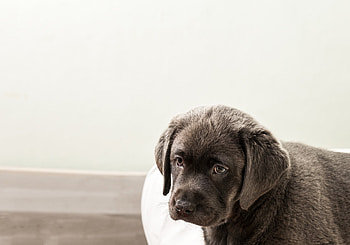 Labilu Labrador Retrieverzucht, Ein Welpe zieht ein, Bergisches Land, Aufzucht und Pflege HD wallpaper