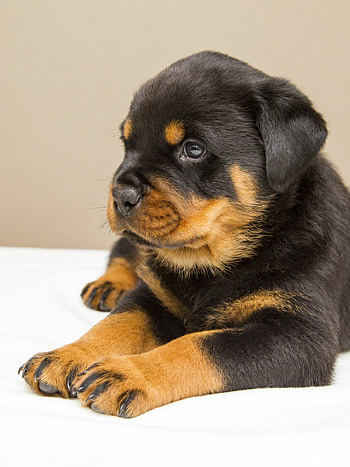 Rottweiler, Puppies HD phone wallpaper