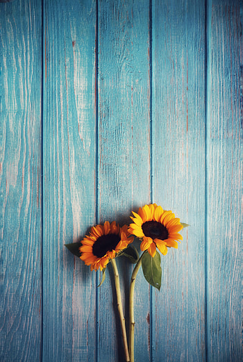Flowers, Sunflowers, Wood, Wooden, Texture HD phone wallpaper