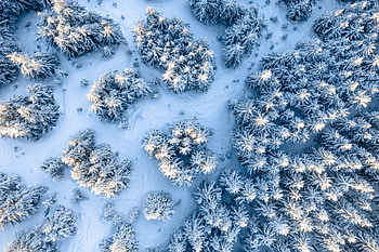 Winter, Nature, Trees, Snow, View From Above HD wallpaper
