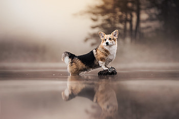 reflection, Animal, corgi HD wallpaper