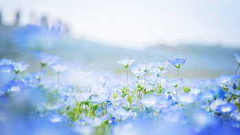 Summer Flowers, blue, flowers, field, petals HD wallpaper