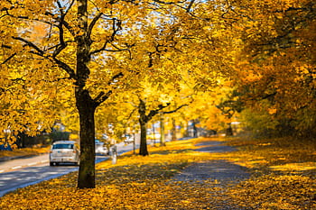 Bright golden autumn foliage along a tranquil road with colorful leaves. HD wallpaper