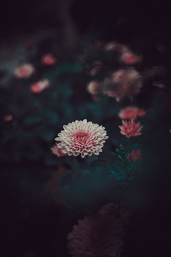 Flowers, Pink, Flower, Petals, Bud, Blur, Smooth, Dahlia HD phone wallpaper