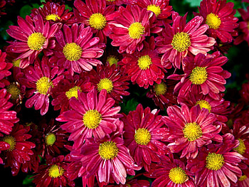 Flowers, Chrysanthemum, Drops, Freshness, Buds HD wallpaper