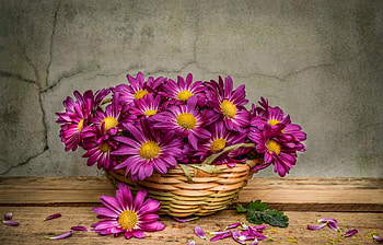Plants, Flowers, Bouquets HD wallpaper