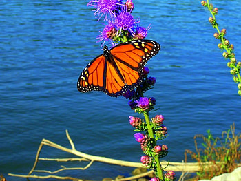 monarch, blue, butterfly, flowers, ozarks, lake HD wallpaper