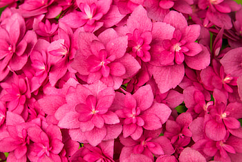 Flowers, Leaves, Pink, Plant HD wallpaper