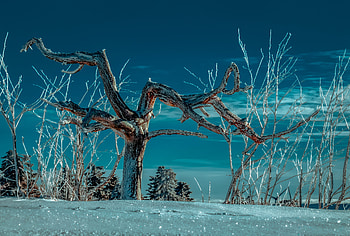 Winter, Nature, Sky, Snow, Wood, Tree, Branches HD wallpaper