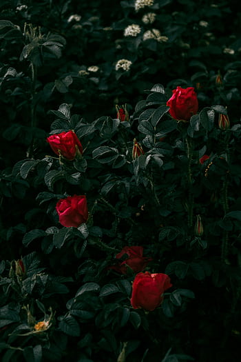 Dark green foliage with vibrant red roses creating a moody garden atmosphere. HD phone wallpaper