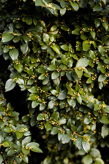 Nature, Leaves, Bush, Plant, Branches HD phone wallpaper