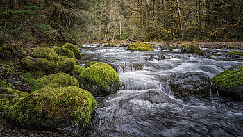 Beautiful Water Stream Algae Covered Rocks Green Trees Forest Background Nature HD wallpaper