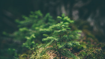 Sunlit forest, Green spruce foliage, Rainforest flora, Woodland habitat HD wallpaper
